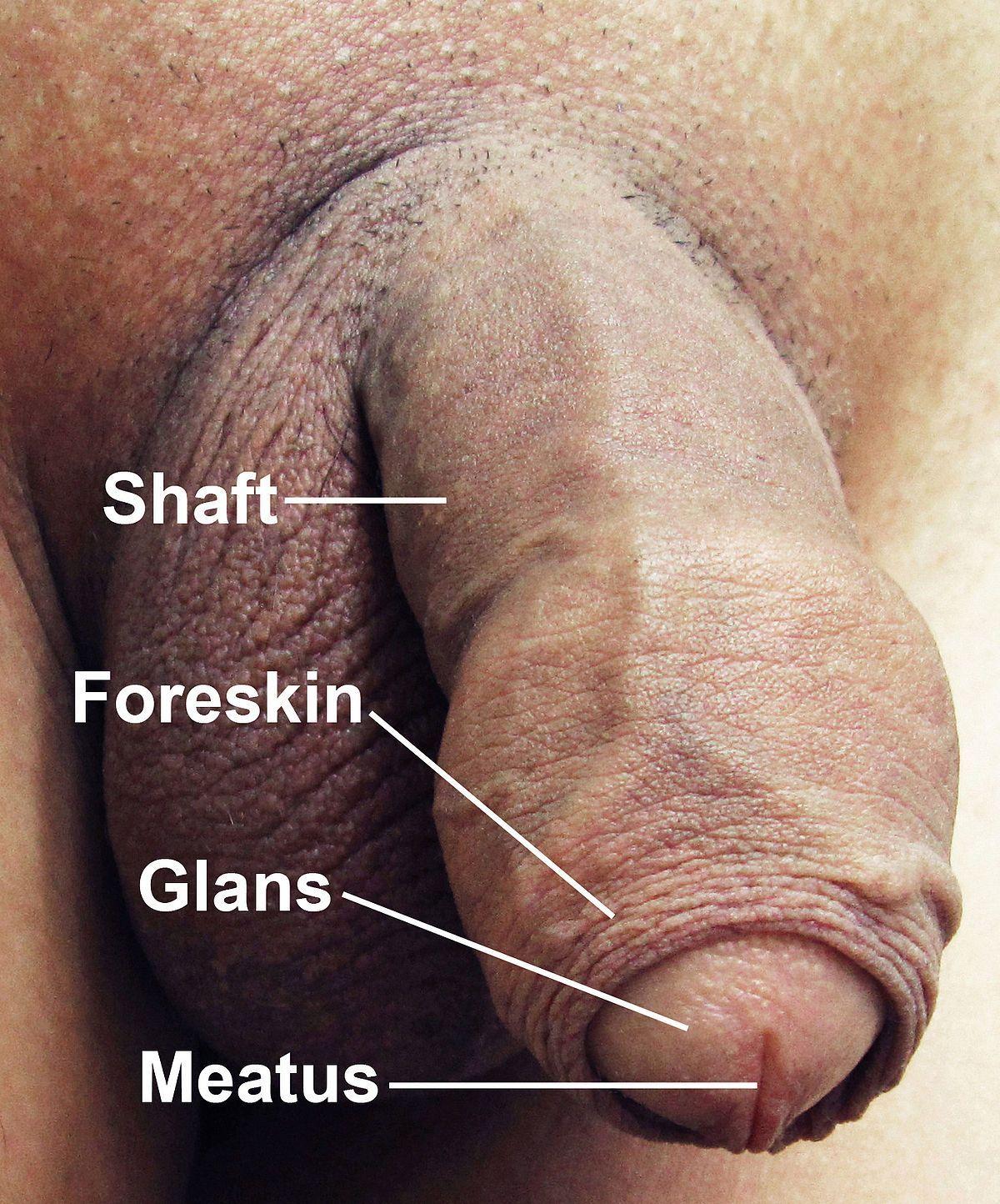 Foreskin cum mouth