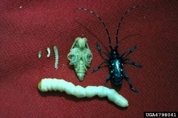 Alien reccomend beetle pest longhorned Asian