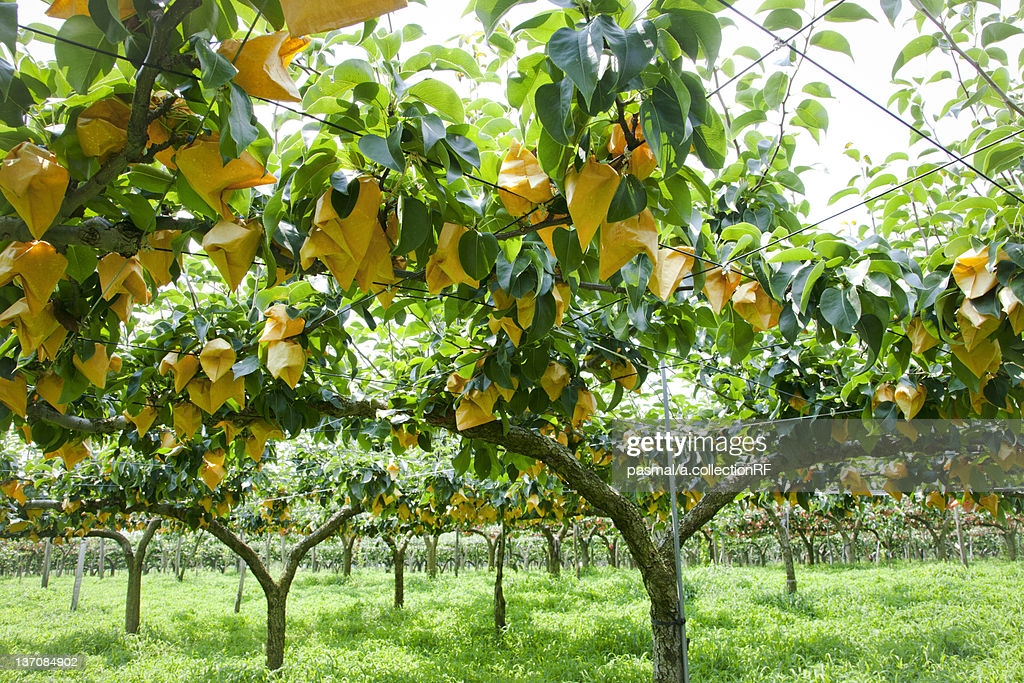 Asian pear tree photo