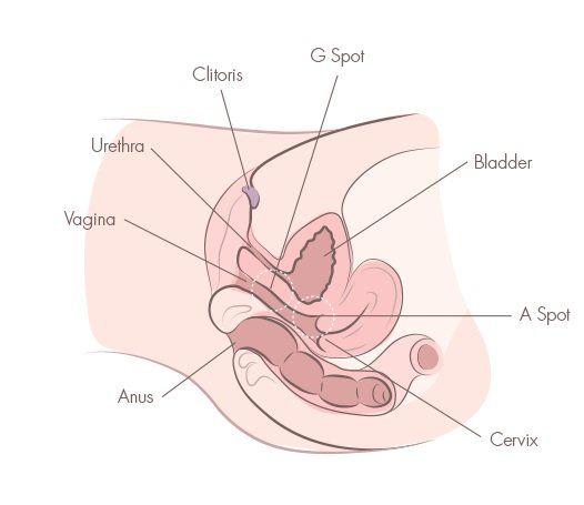 best of Clit Pelvis skirt cervix orgasm