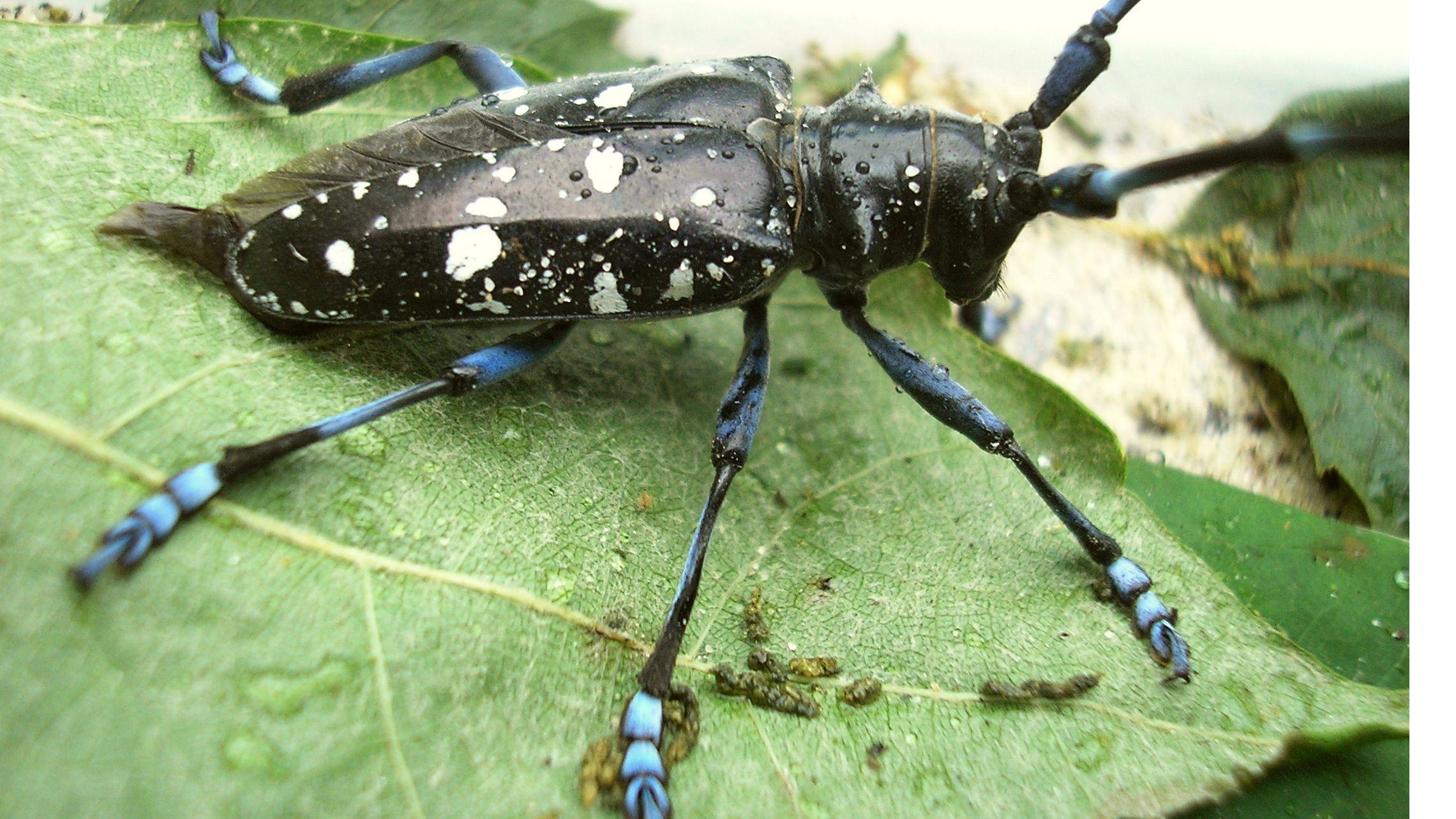 best of Beetle pest longhorned Asian