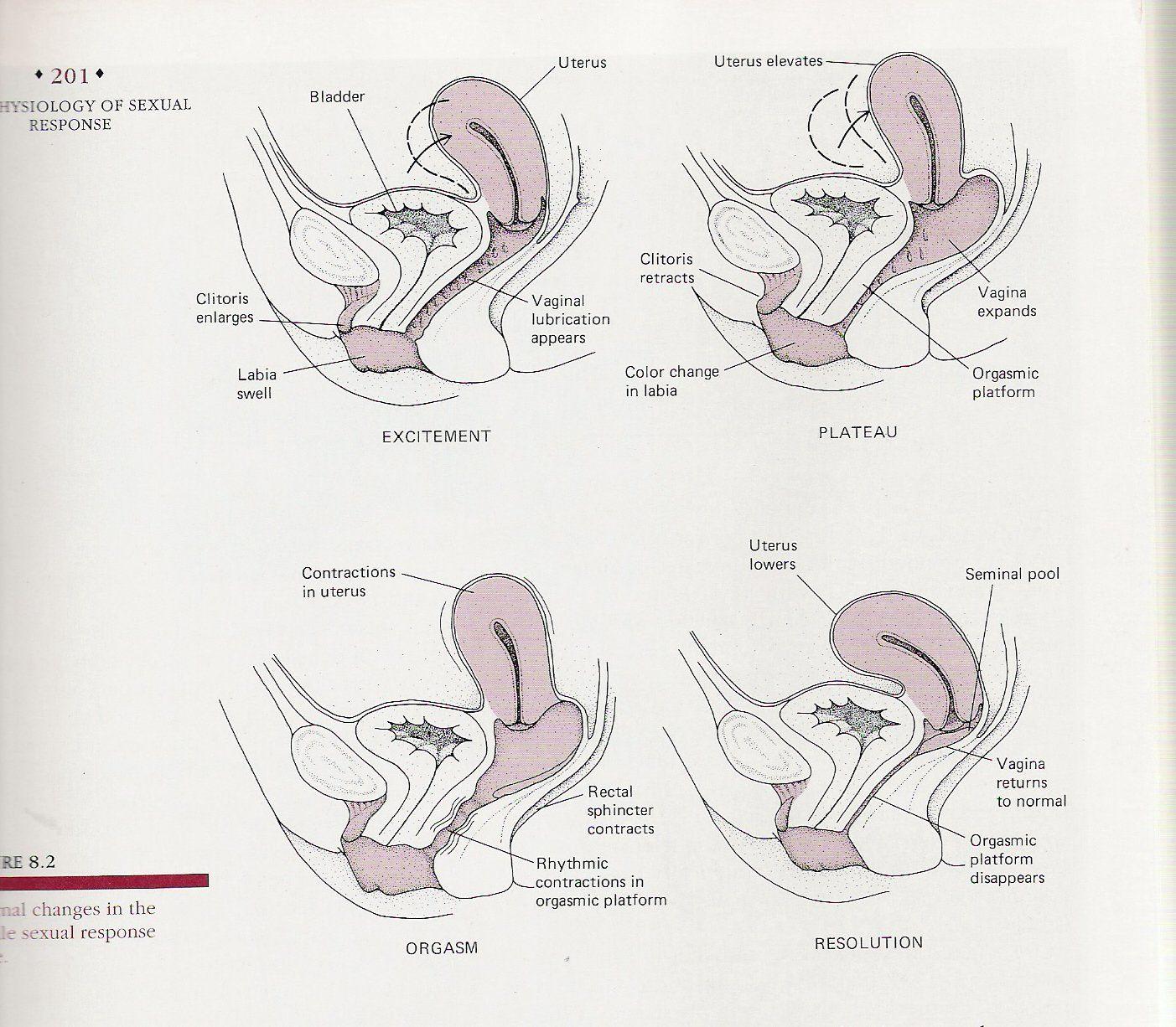 best of Info helpful positions orgasm uterus Tilted