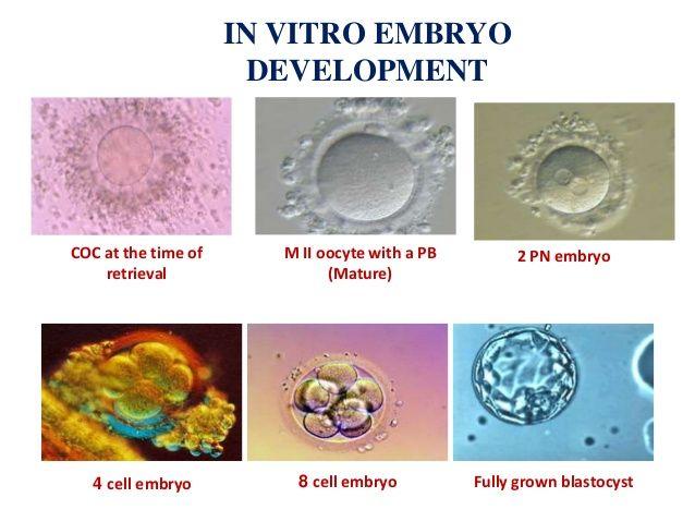 Dahlia reccomend Mature human embryos