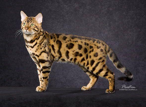 best of Cat info leopard Asian