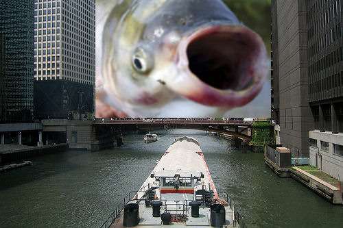best of Were introduced for Asian carp