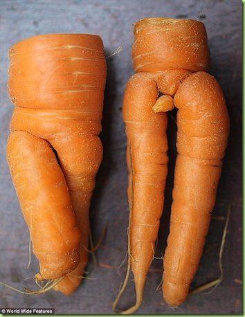 Volt reccomend Adult dildo review Explore Carrots and more