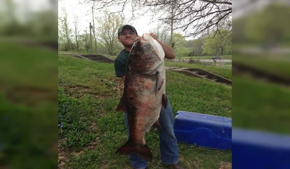 Asian carp were introduced for