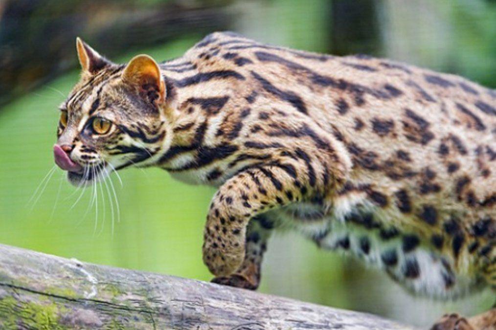 True N. reccomend Asian leopard cat info