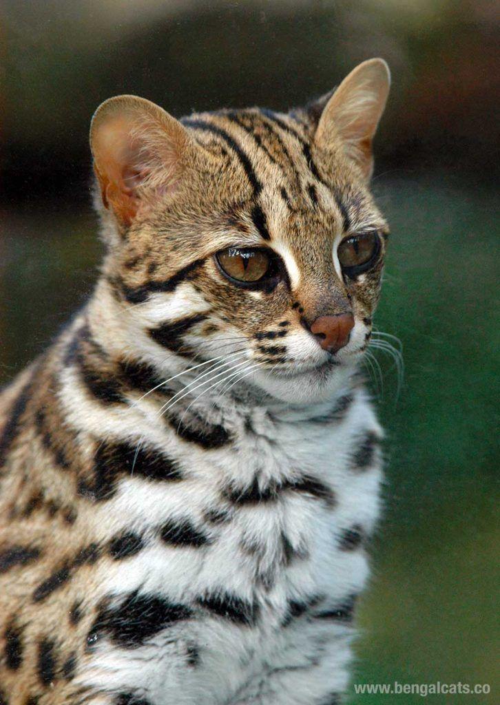 best of Cat info leopard Asian