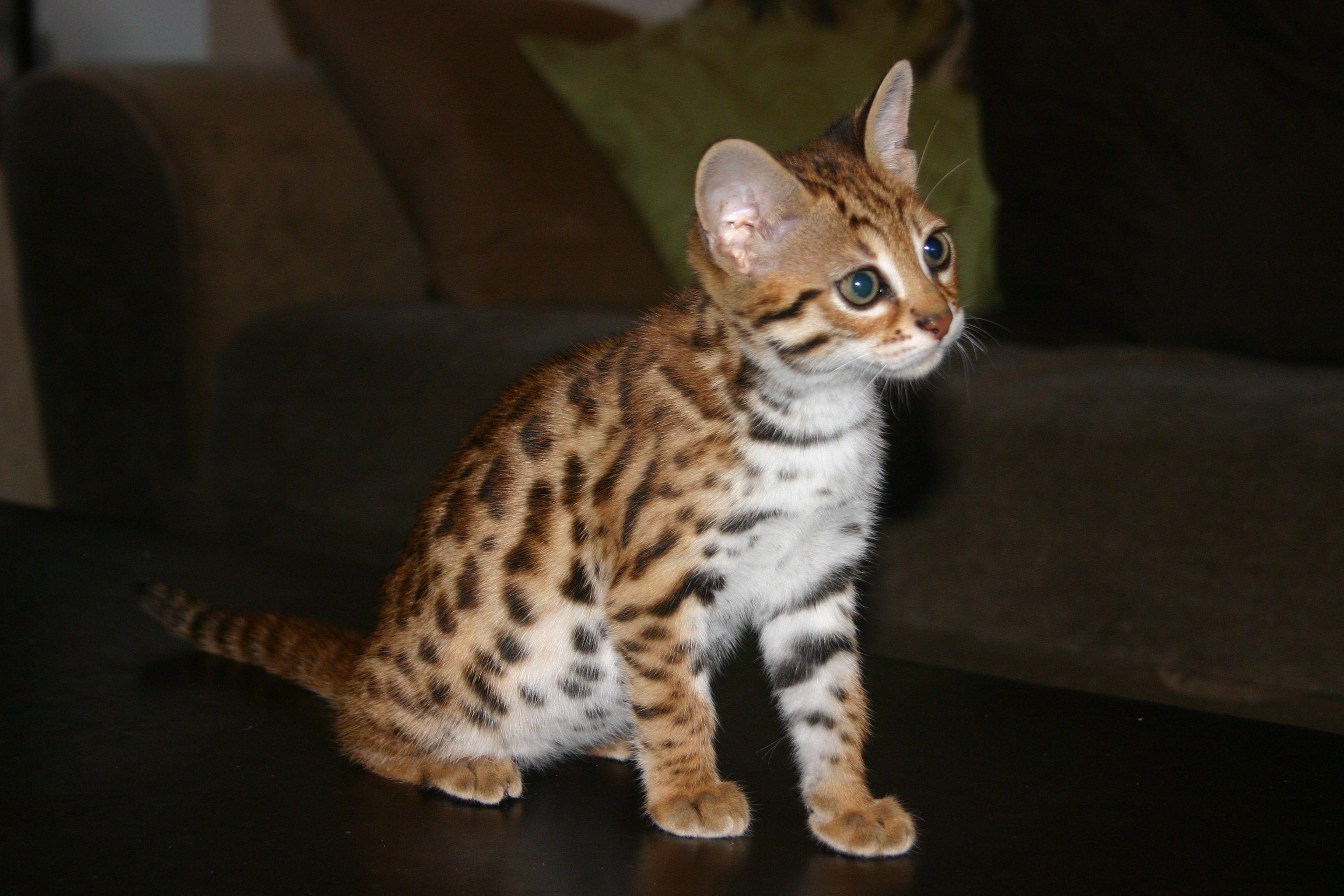 Rooster reccomend Asian leopard cat info