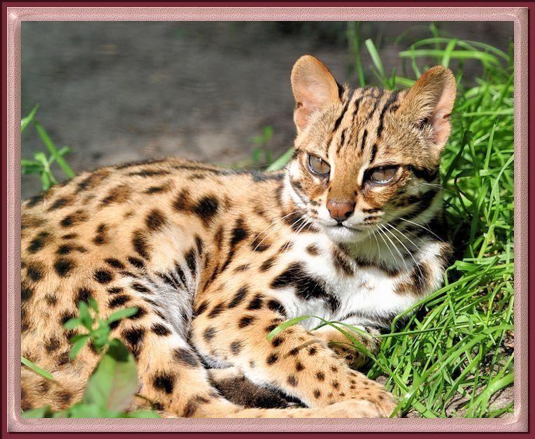 Trunk reccomend Asian leopard cat info