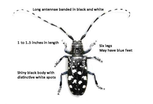 Indiana reccomend Asian longhorned beetle pest