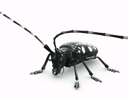 best of + beetle environment lonhorned Asian