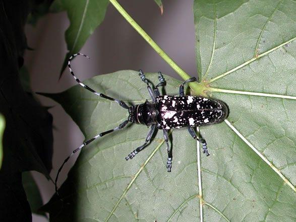 Creature reccomend Asian lonhorned beetle + environment
