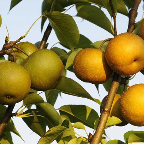Dahlia reccomend Asian pear tree photo