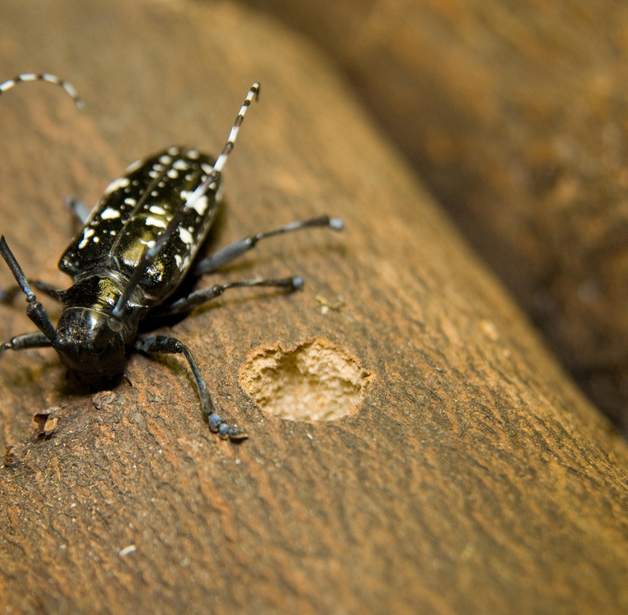 best of + beetle environment lonhorned Asian