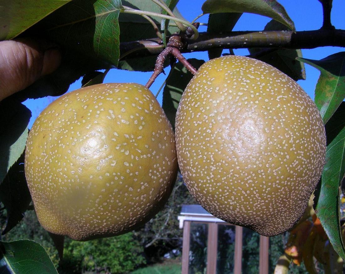 Asian pear tree photo