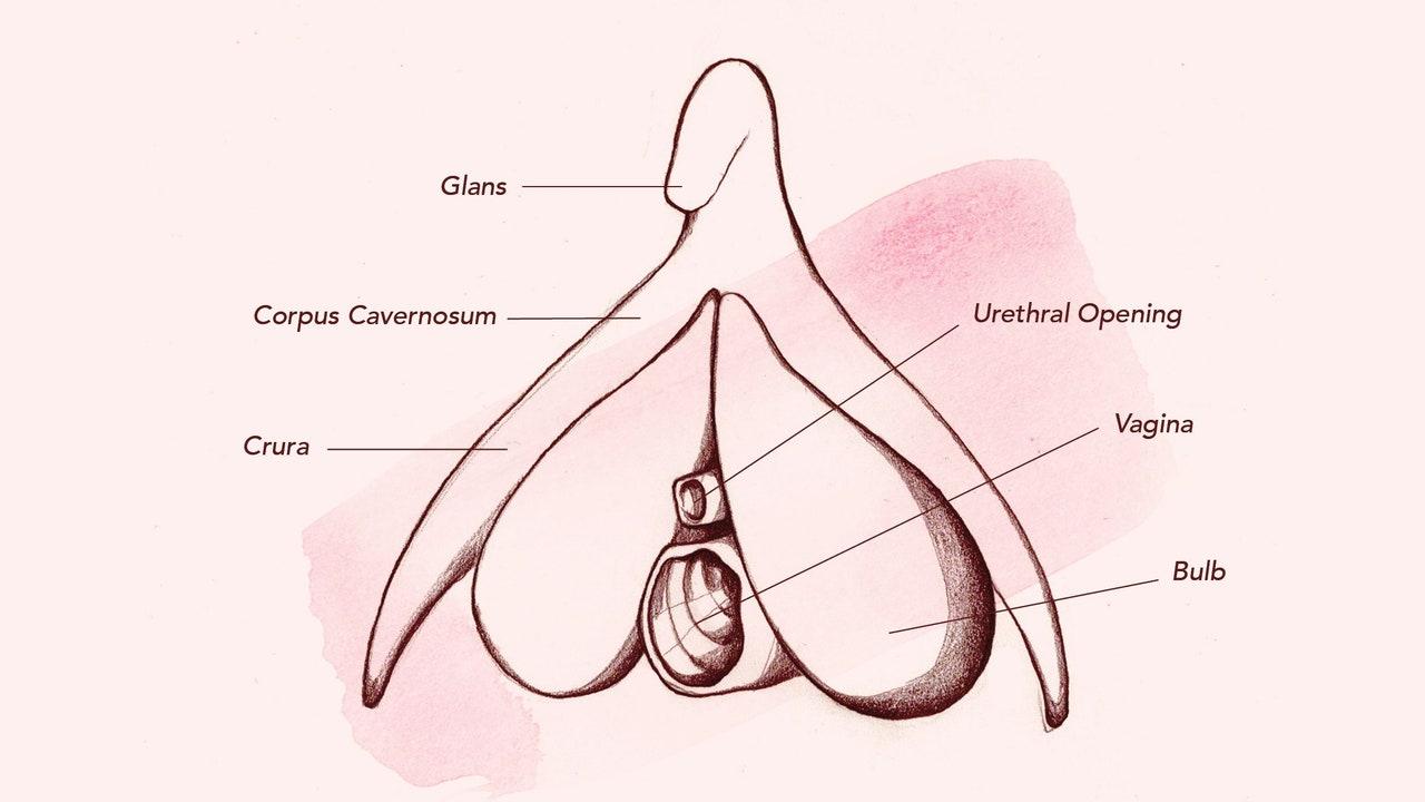 best of Stimulation Vaginal clitoral sex vs orgasm