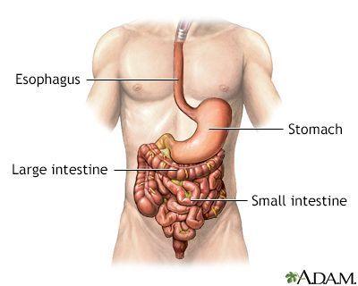 Nightcap reccomend Anus intestine rectum stomach