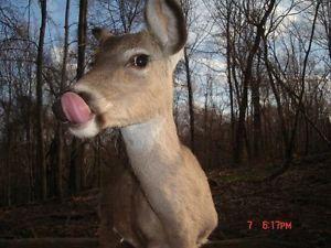 Tinker reccomend Deer lick in