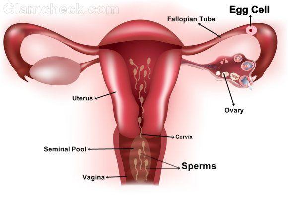 best of Vagina Sperm into