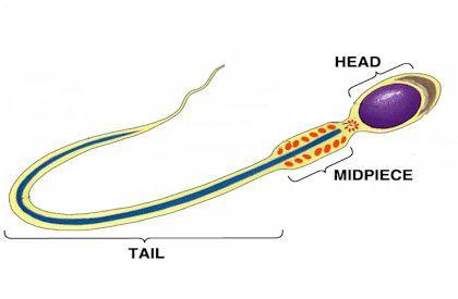 best of Of sperm cell the Nucleus