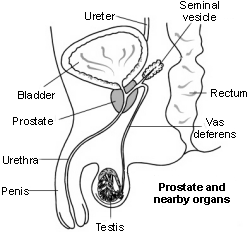 Distance in cm between male anus and prostate gland
