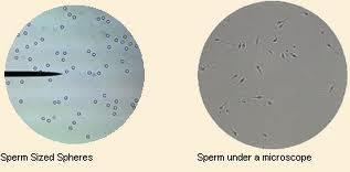 Dandelion reccomend Sperm sized spheres