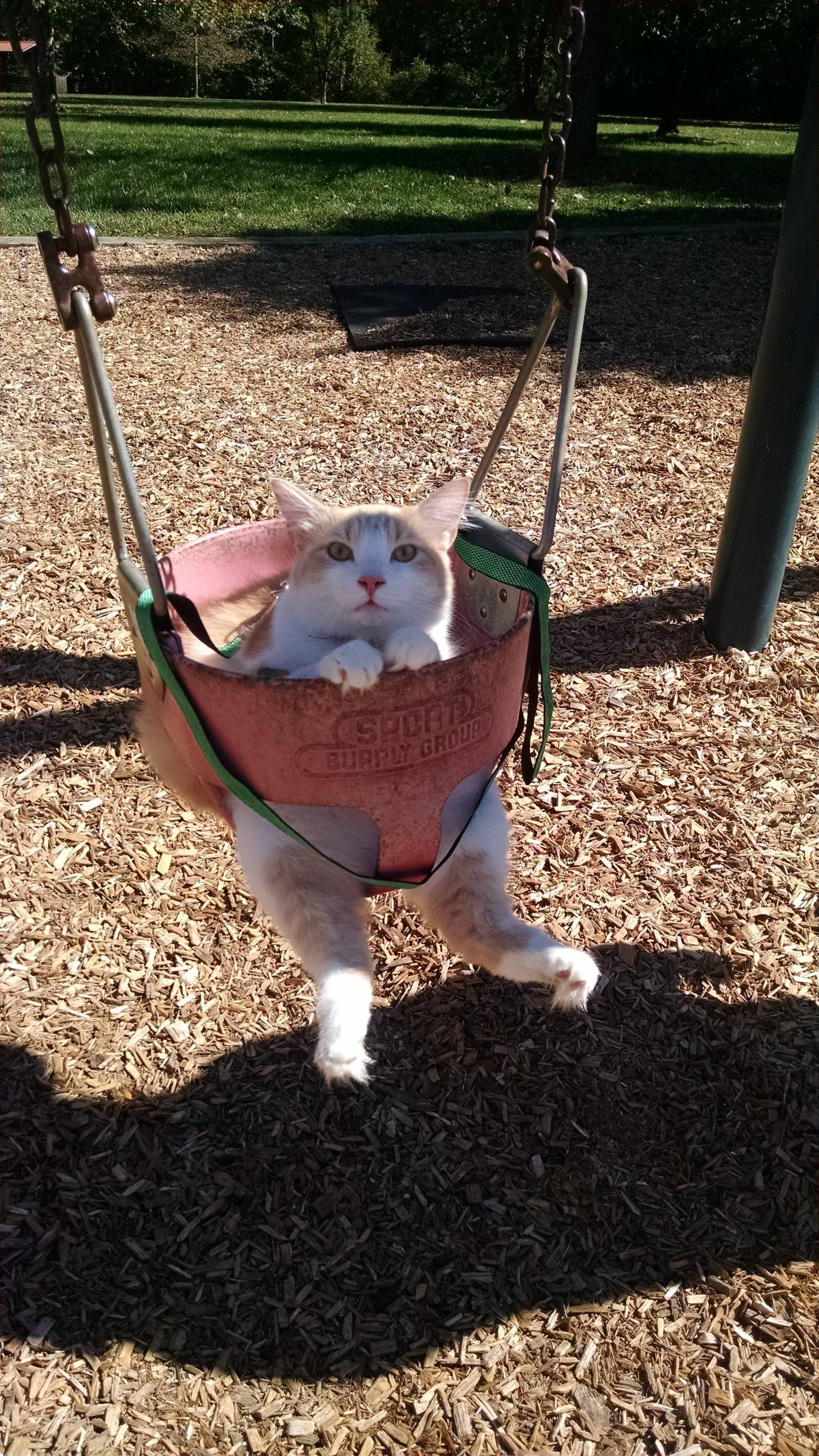 Mustard reccomend Picture of swinging a cat