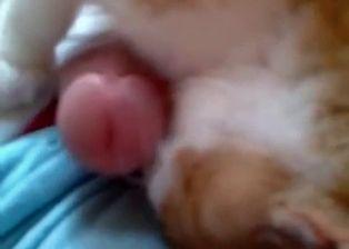 best of Dick Cat licks