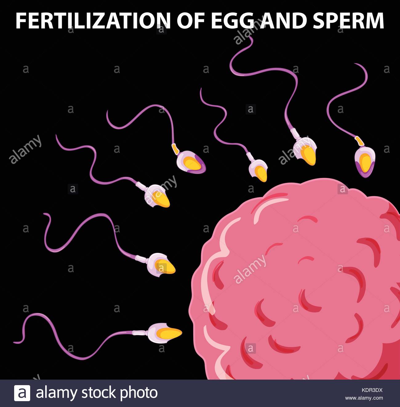 Illistrated pictures of sperm fertilizing egg