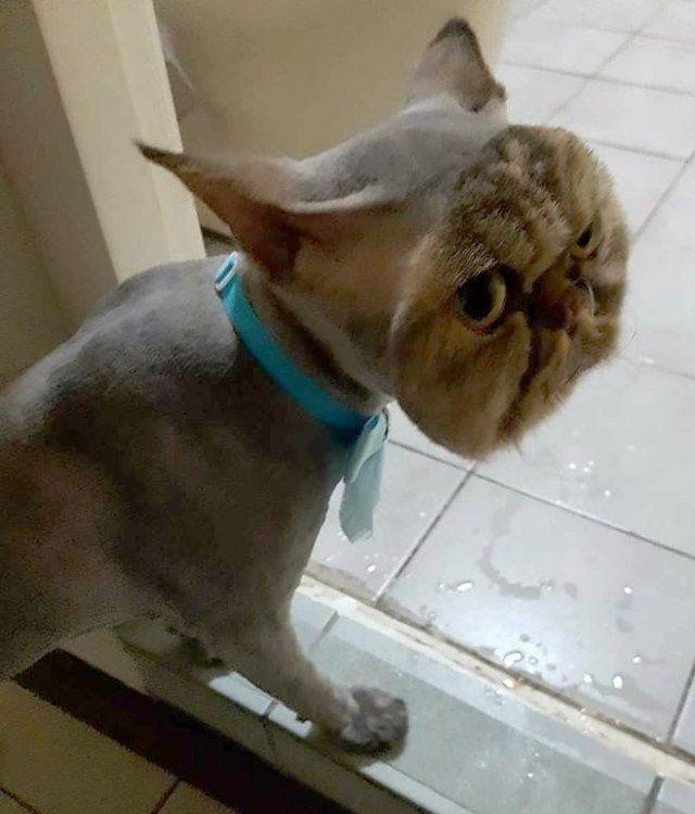 best of Looks shaved Cat
