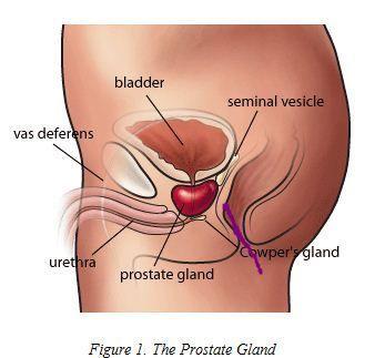 Relay reccomend Prostrate dildos for men