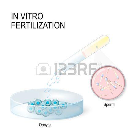 Insemination sperm life in tube