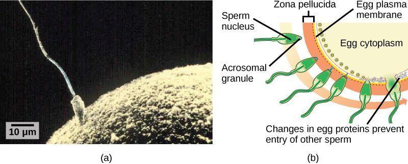 Rover reccomend Illistrated pictures of sperm fertilizing egg