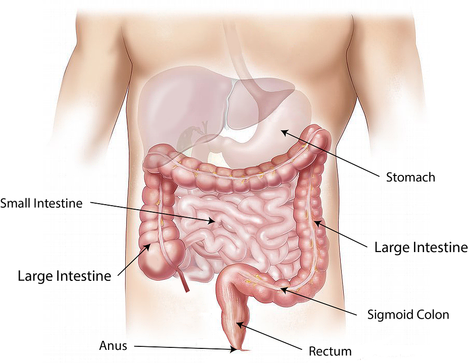 Stormy W. reccomend Anus intestine rectum stomach