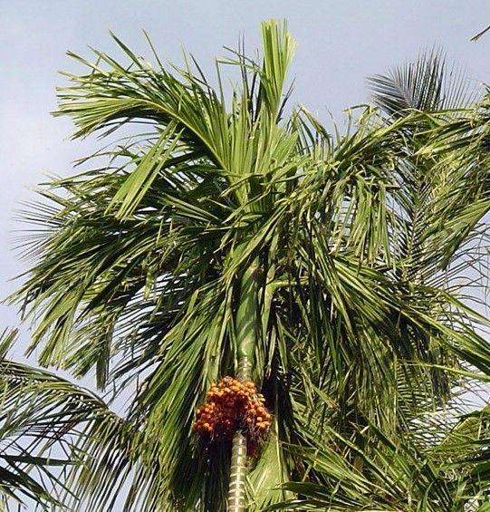 Meat reccomend Asian palm trees nut