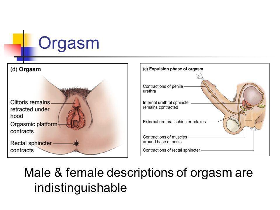 Muscle spasms during orgasm