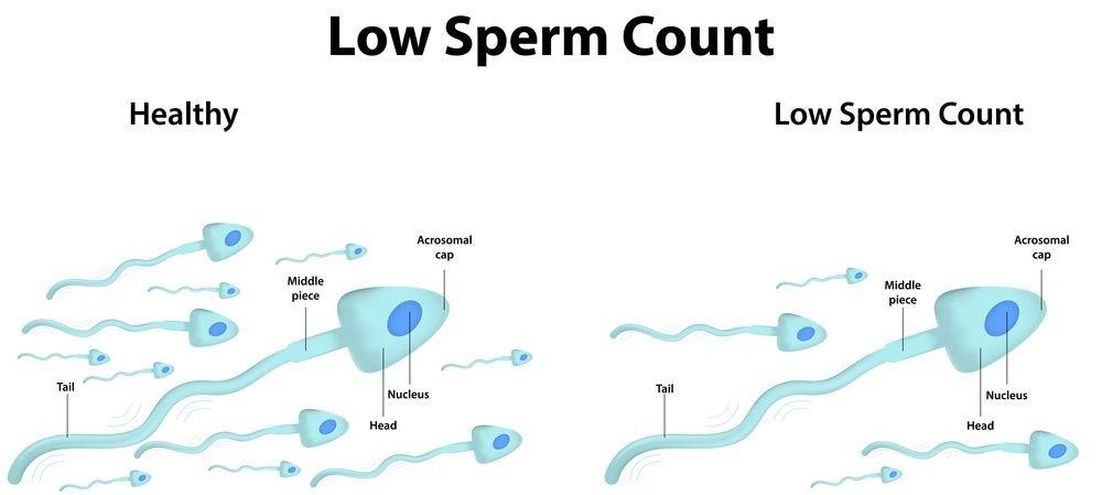 best of Of ejaculate Number sperm