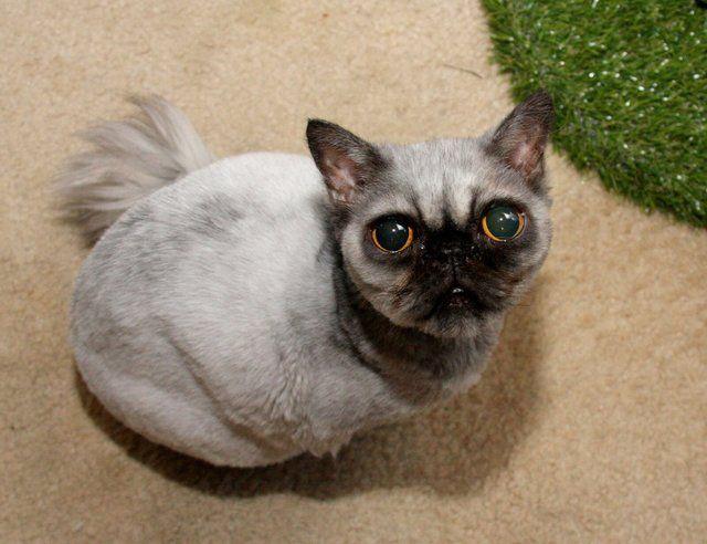 Cat looks shaved