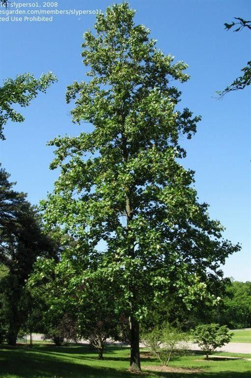 Goldilocks reccomend Buy mature tupil tree