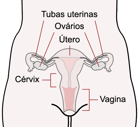 Vagina vulva scheide