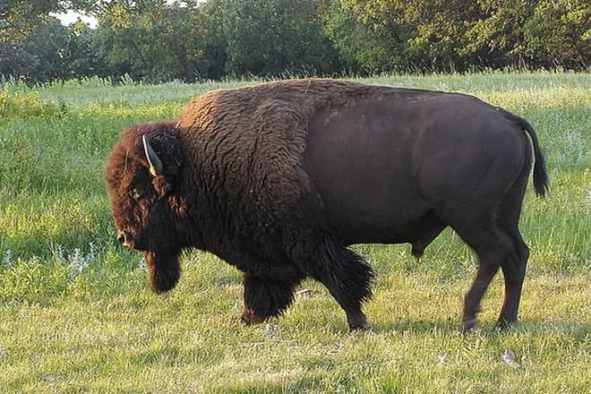 Hairy bison in the north