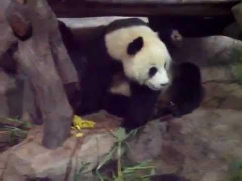 best of On panda Pissing a