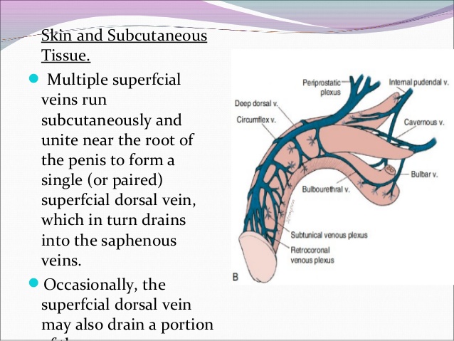 Subwoofer reccomend Deep dorsal penis vein