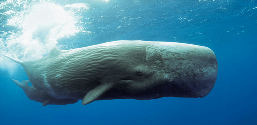 Biscuit reccomend Facts about sperm whales