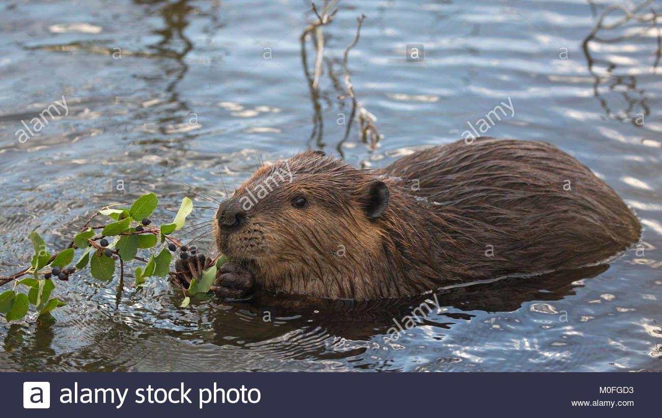 Eating mature beaver