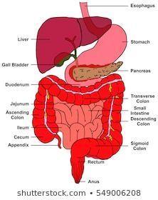 Anus intestine rectum stomach