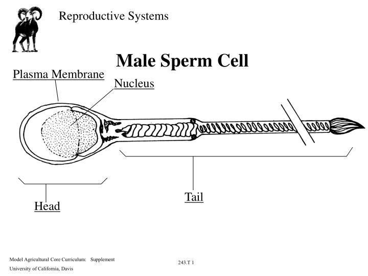 Nucleus of the sperm cell