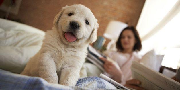 Ki-No-Wa reccomend Amazing pets love and lick puppy